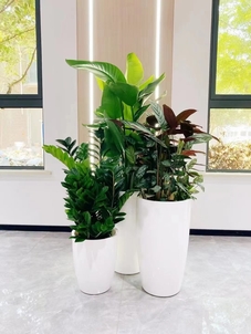 杭州湾绿植租摆服务商列表有什么用？真实用途大揭秘